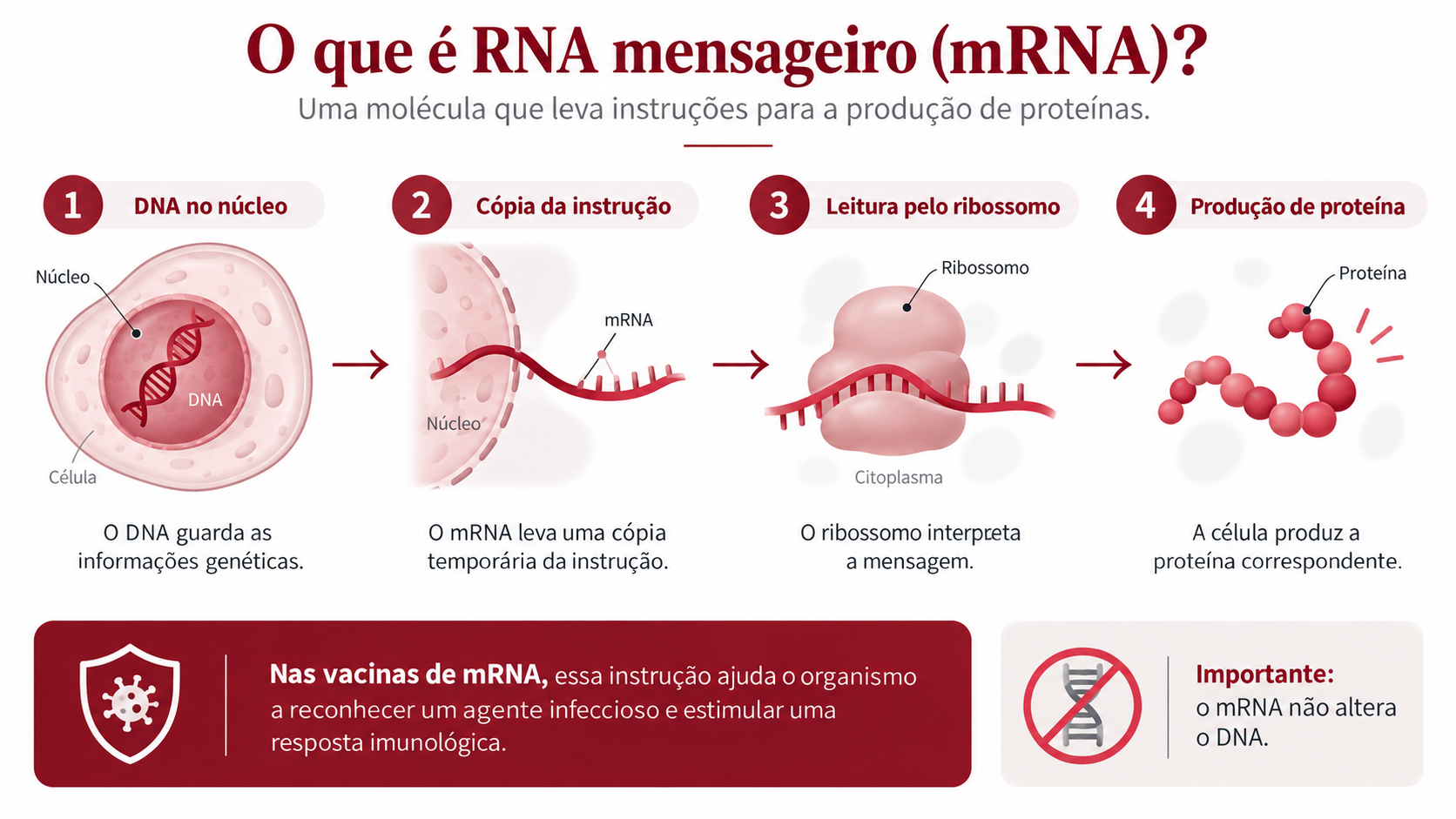 Ilustração explica o que é RNA mensageiro e como o mRNA participa da produção de proteínas
